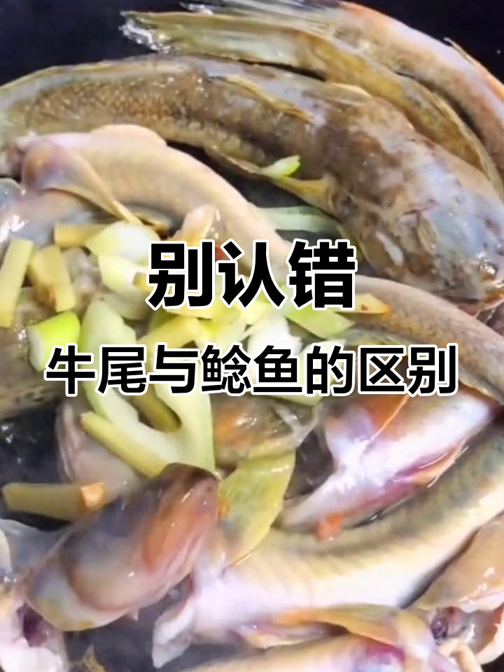 牛尾巴鱼和鲶鱼的真相,别误认!洛南特色大补炖汤教程