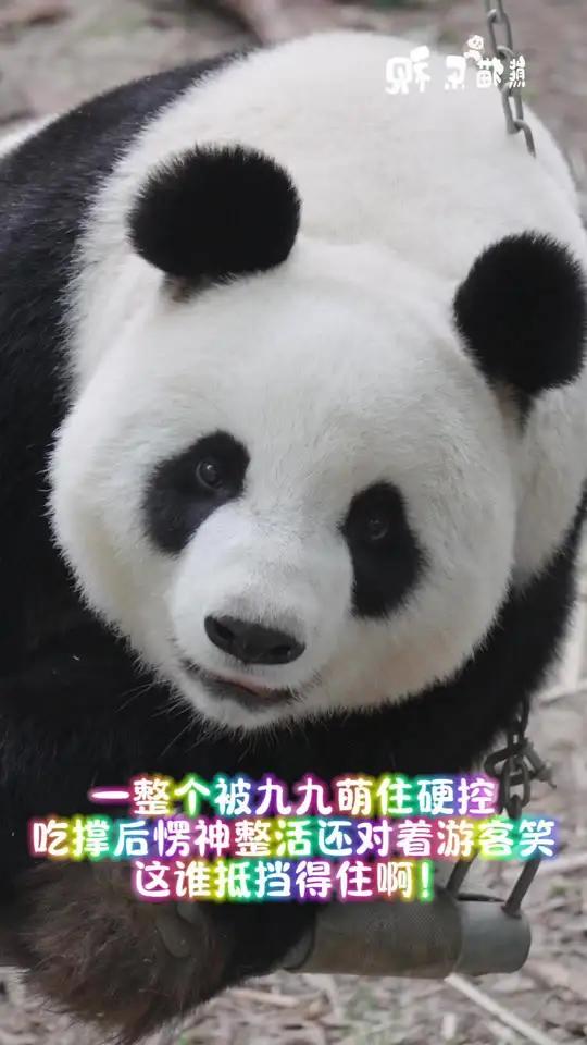 「大熊猫九九」一整个被九九硬控!吃撑了还这么爱整活还会对着游客微笑的九九太可爱啦