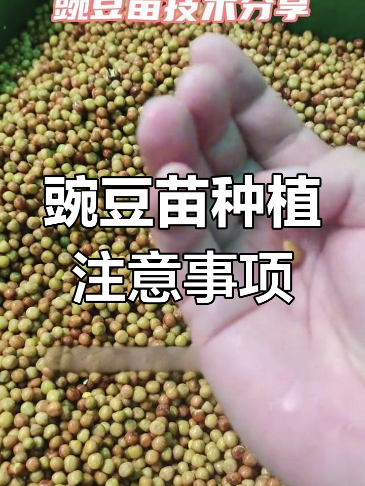 豌豆苗种植技巧:如何挑选破皮种子,避免发霉腐烂