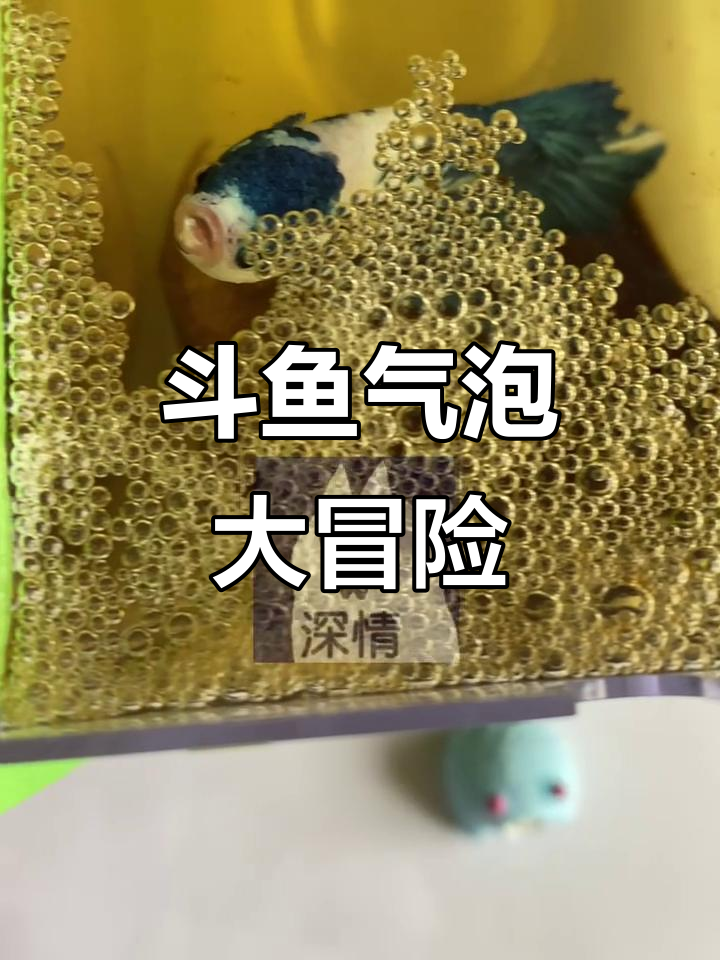 送斗鱼满满泡泡,青花瓷小家伙会有什么惊喜反应?