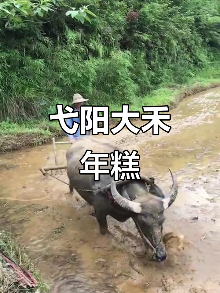 弋阳大禾米年糕：千年传承的独特美味