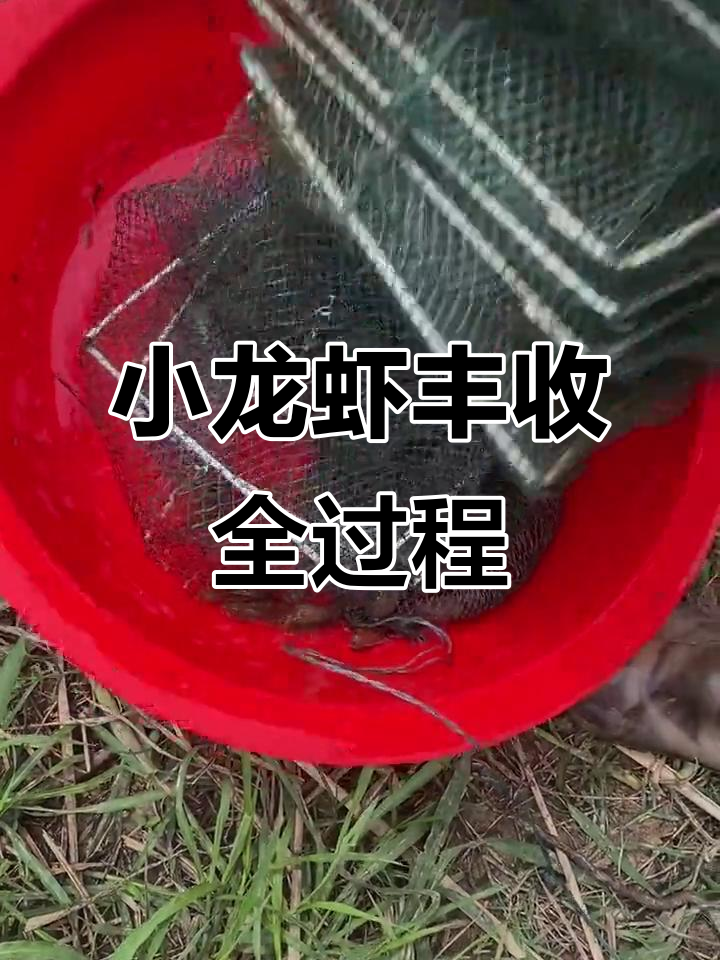 农村小龙虾地笼捕捞,满载而归的现场实拍