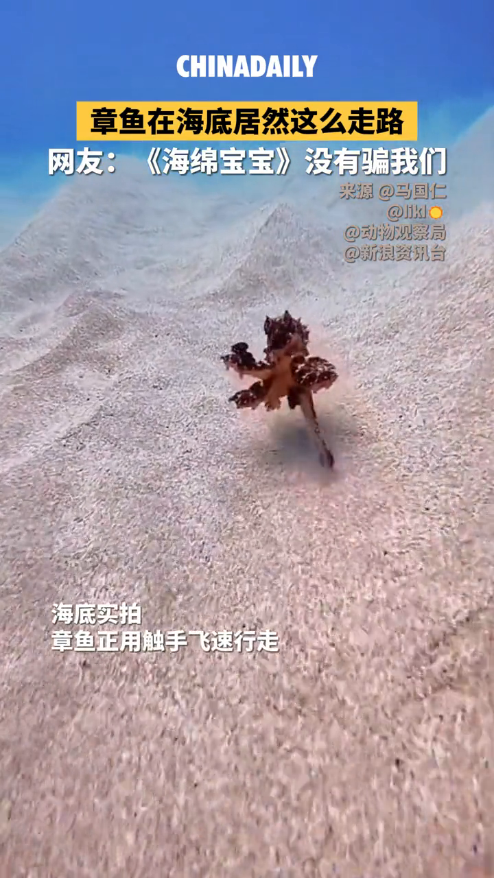 章鱼在海底竟会用“两只脚”行走！网友：《海绵宝宝》没有骗我们