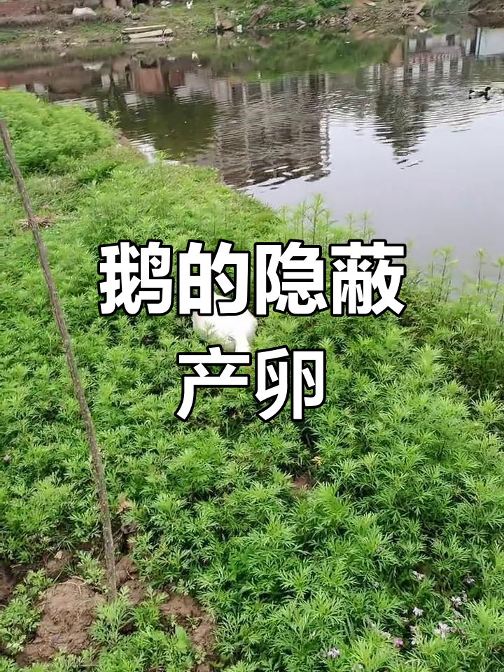 鹅下蛋时巧妙伪装,草覆盖蛋后固定地点,隔天继续埋藏