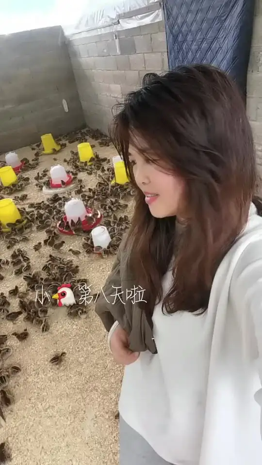 悉心照料土鸡苗育雏，你们健康成长就是我最大的快乐
