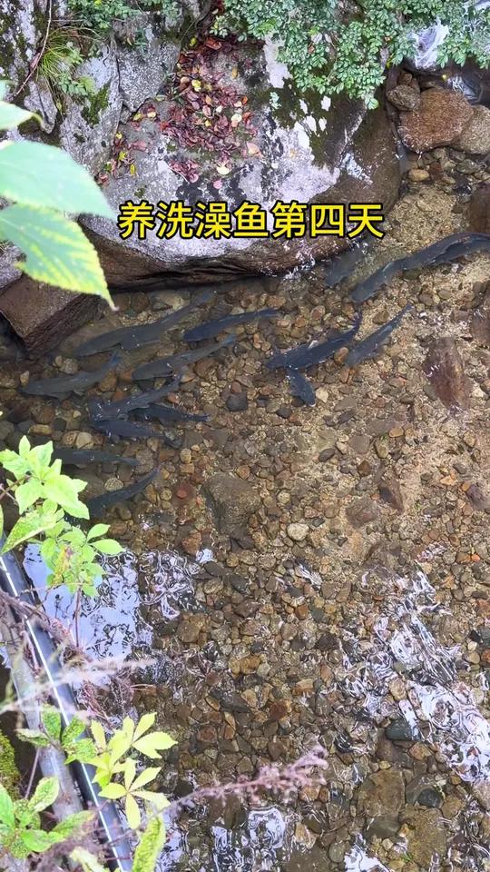 养洗澡鱼「第四天」为了防止一夜之间鱼消失,还是要装好监控