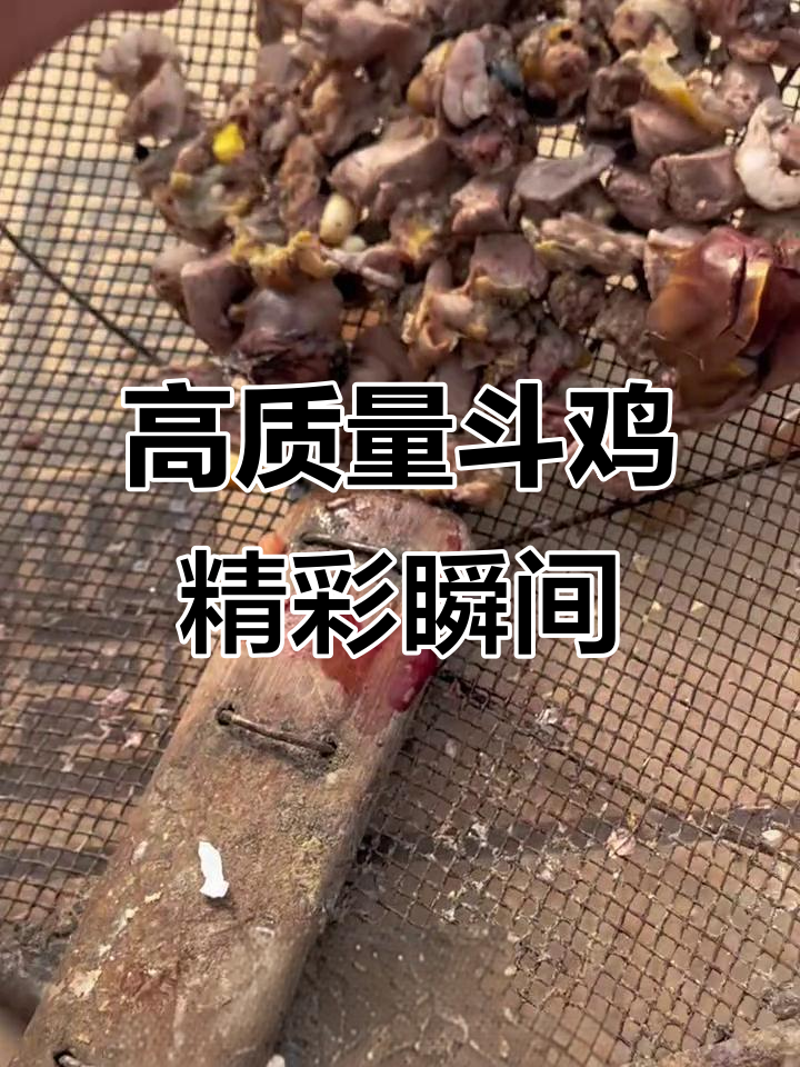 斗鸡爱好者必看!中国斗鸡俱乐部精彩瞬间大揭秘