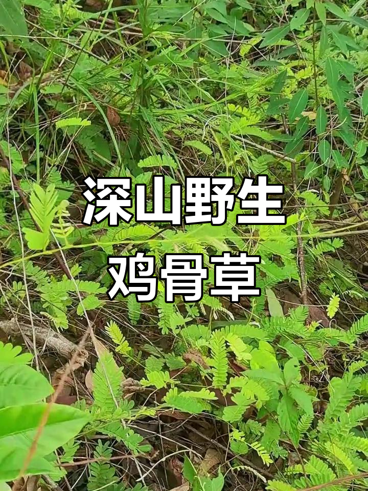 深山老林中的野生鸡骨草,珍贵又古老