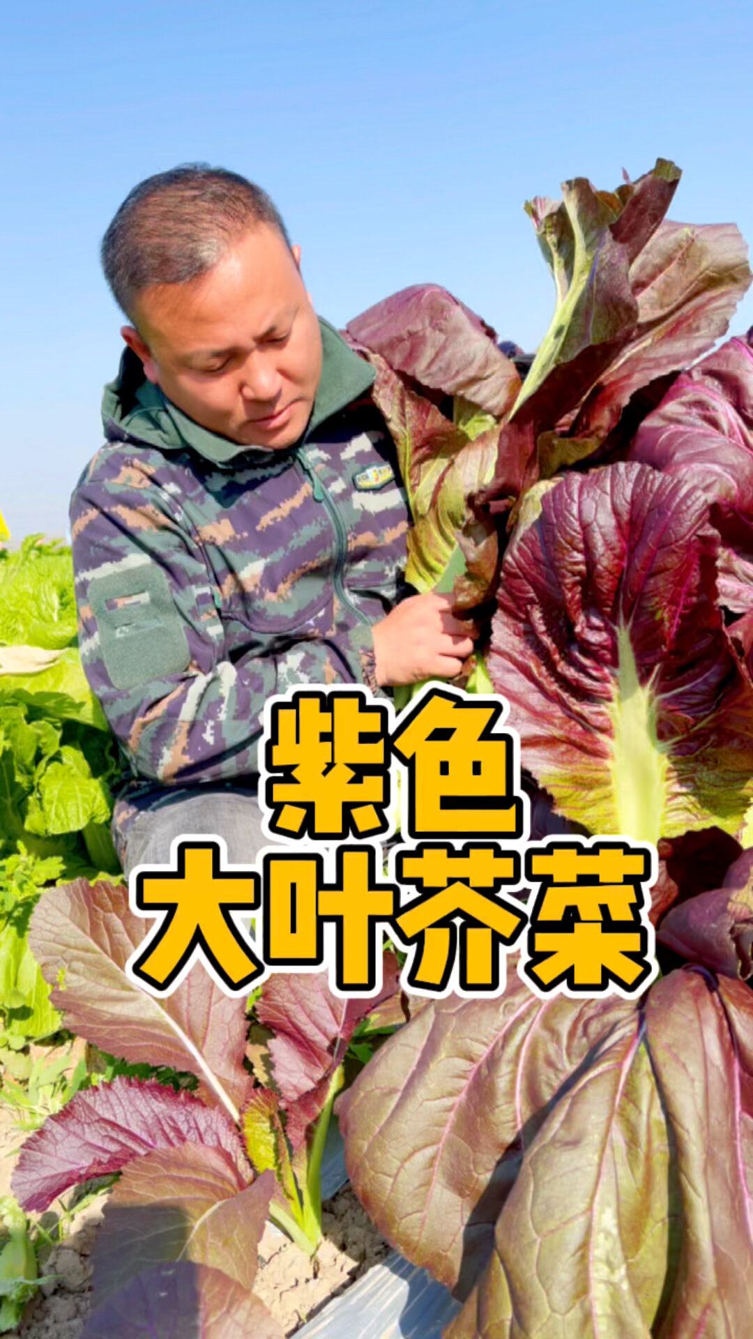 这么大叶子的紫色芥菜你见过吗