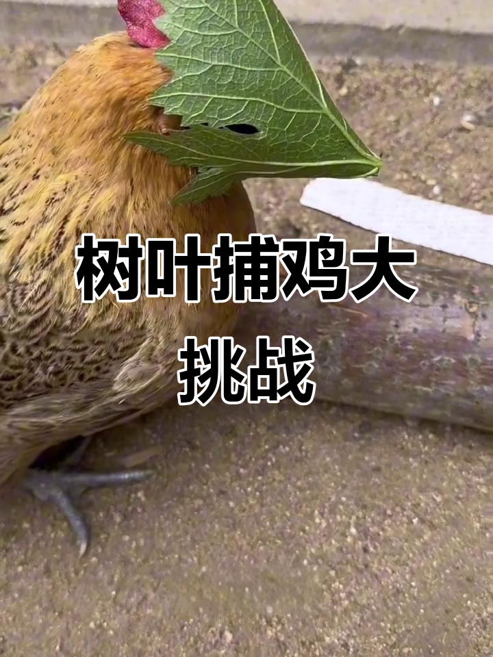 用树叶和牙签做捕鸡神器，轻松抓到！