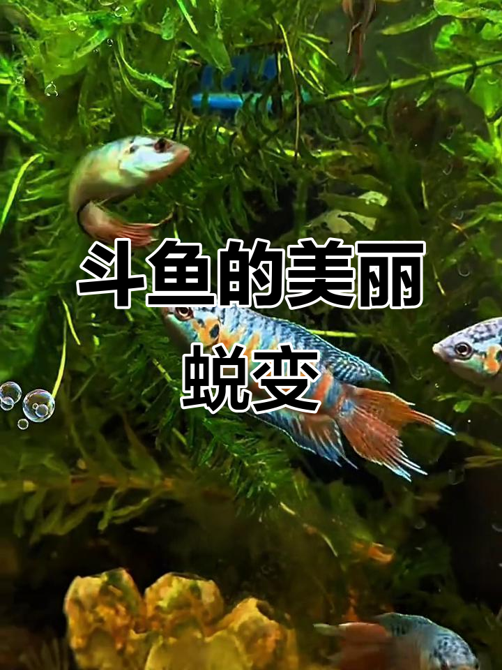 斗鱼，小时候的稻田溪流常客，色彩随成长愈发鲜艳夺目