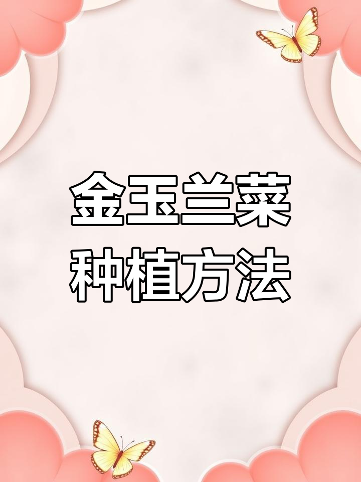 金玉兰菜种植技巧:播种、水培与收获全攻略