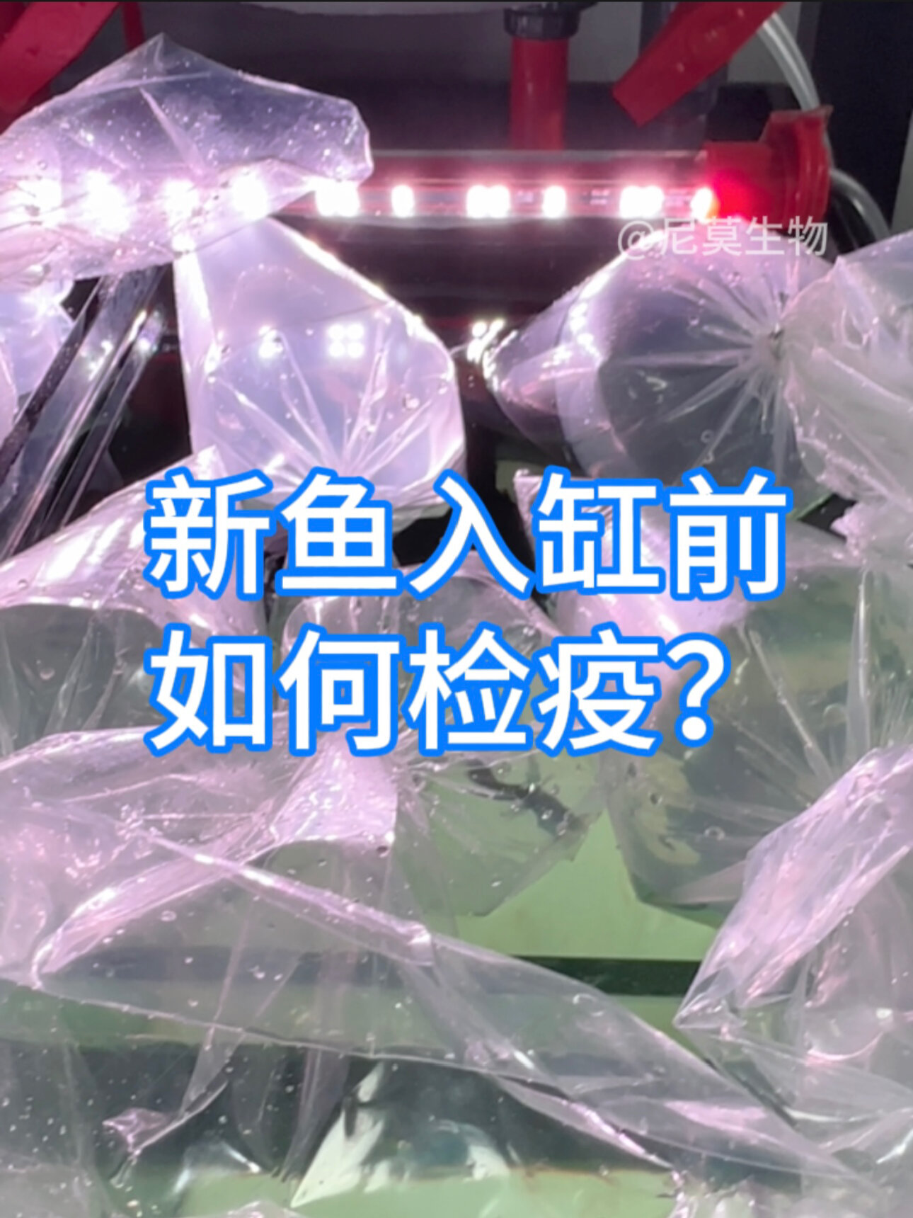 海水鱼入缸前检疫教程四个步骤简单好操作
