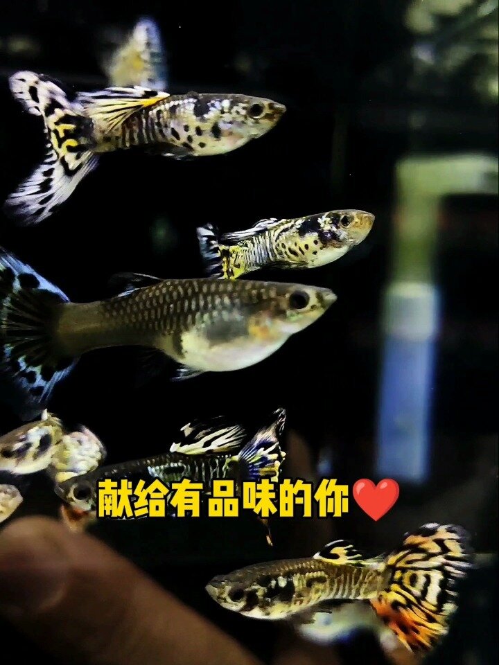 超美的七彩银河马赛克孔雀鱼