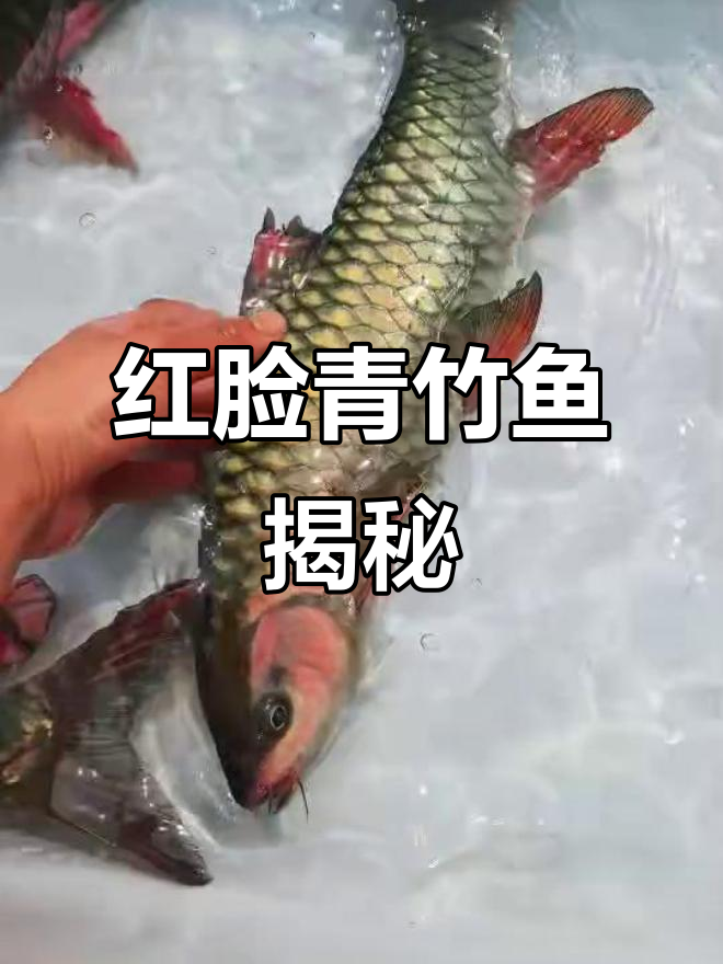 红脸青竹鱼,独特外貌让人惊艳