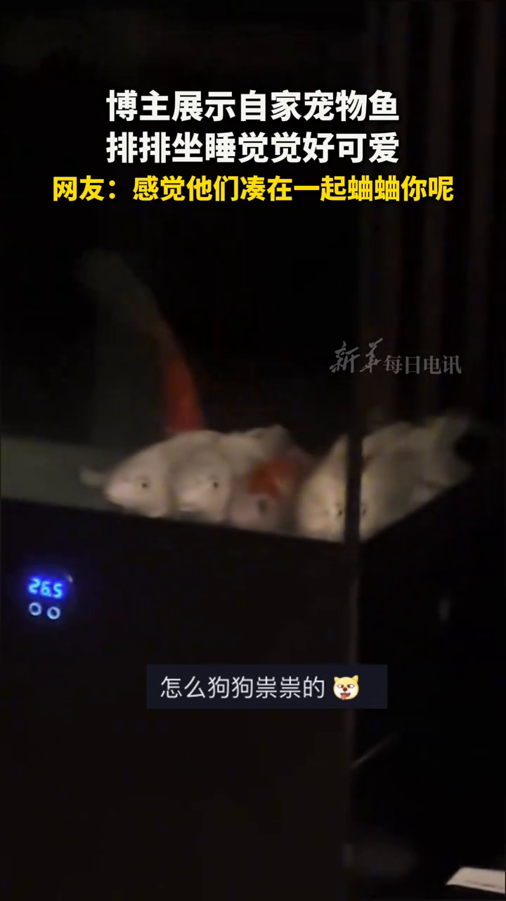 博主展示自家宠物鱼，排排坐睡觉觉好可爱