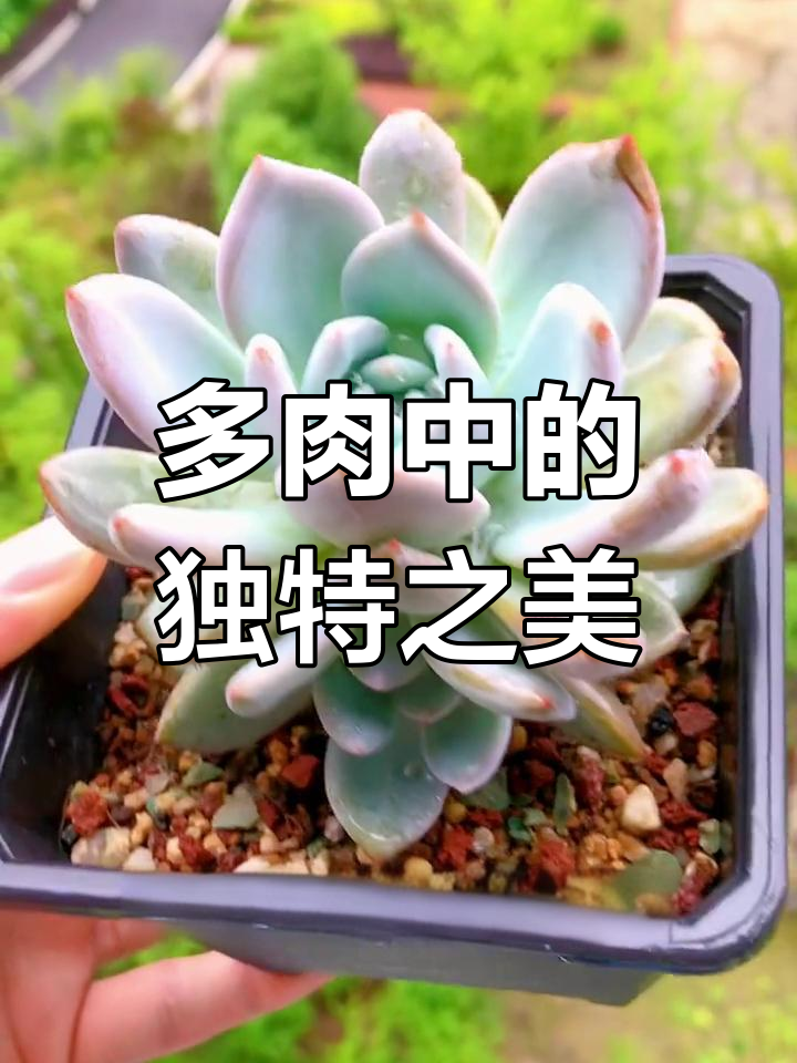 芙蓉雪莲,虽与橙梦露相似,却有独特魅力,轻松栽培