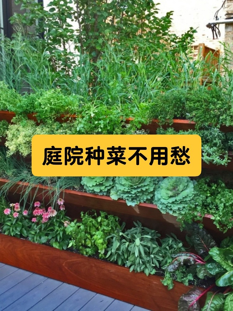 庭院种菜不用愁