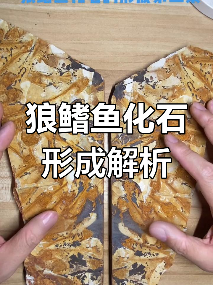 狼鳍鱼化石的形成过程揭秘:从埋藏学到生态学的分析