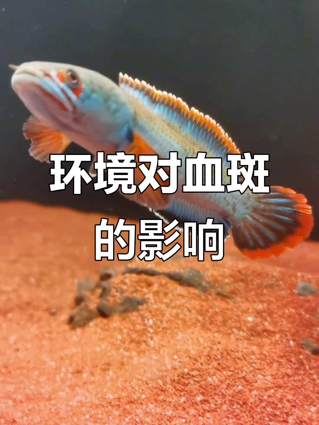 血斑雷龙鱼在不同背景下的颜色变化,看看哪种最惊艳!