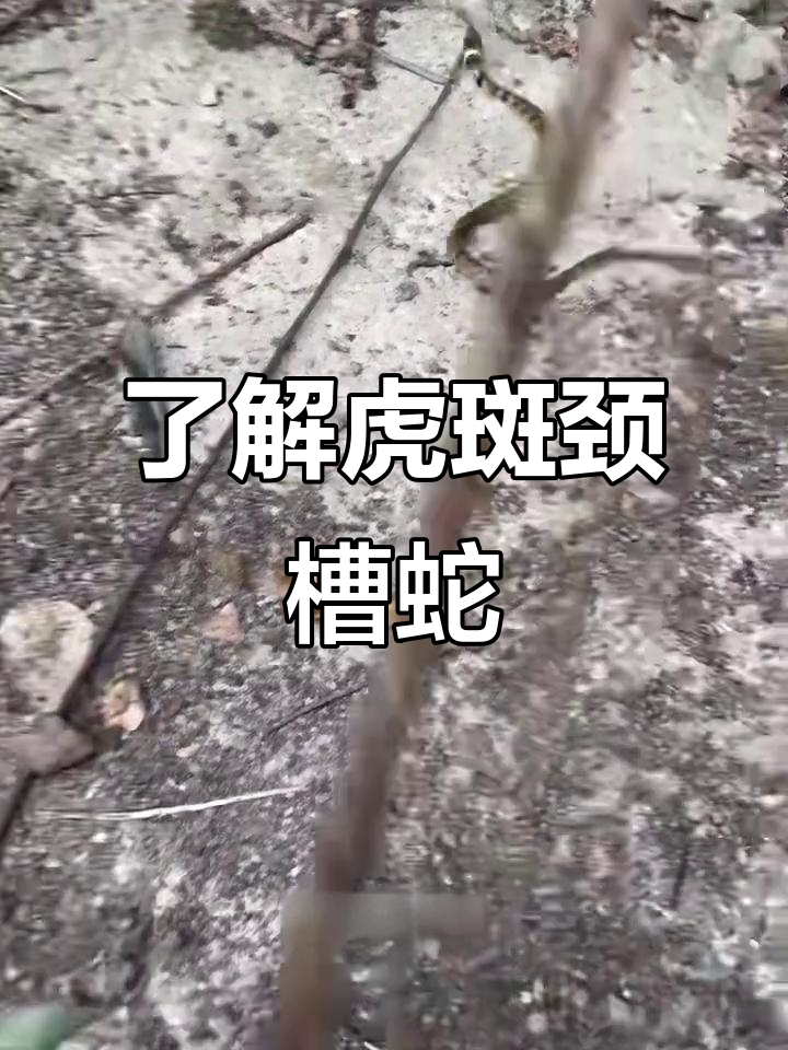 揭秘虎斑颈槽蛇:剧毒却常被误解的“野鸡脖子”