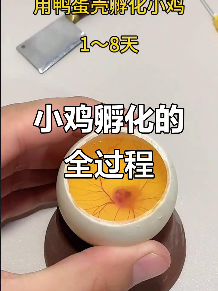 人工孵化小鸡,揭秘鸡蛋的奇妙变化