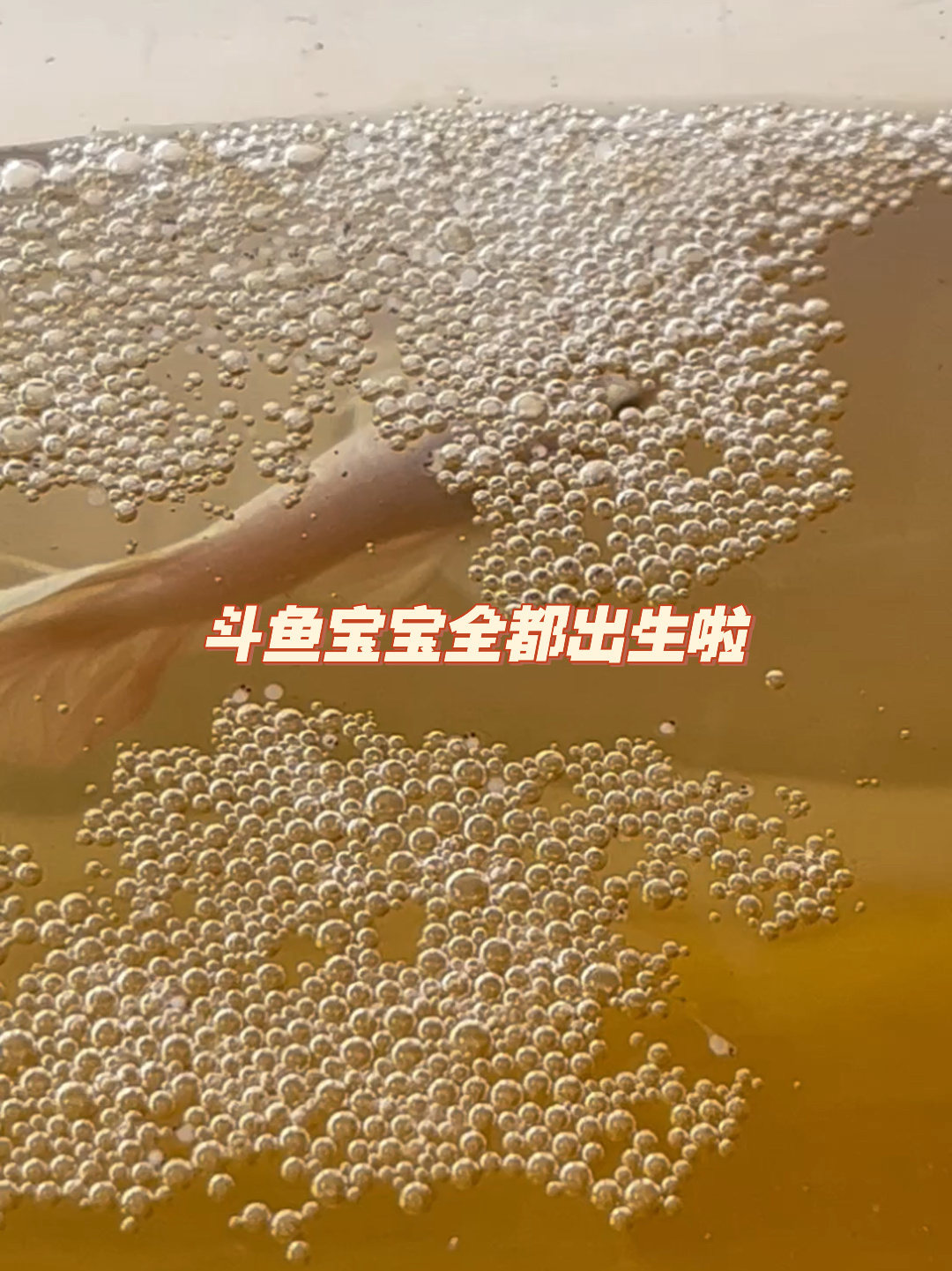 斗鱼宝宝孵化记