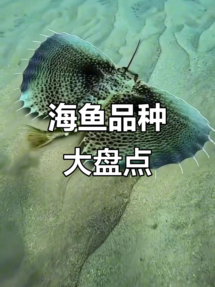 深海海鱼大揭秘,这些你见过吗?