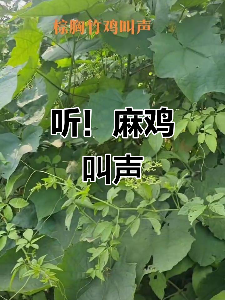 棕胸竹鸡鸣叫，清脆悦耳的鸟叫声