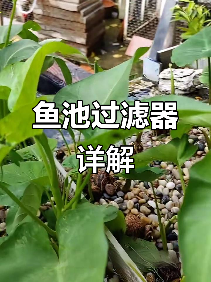 鱼池过滤全解析:从超白钢化玻璃到简易发散管水泵