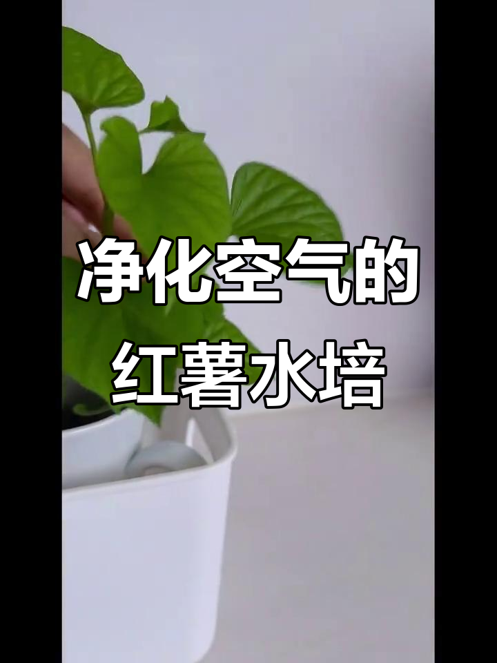 水培红薯盆景,清新空气从这里来