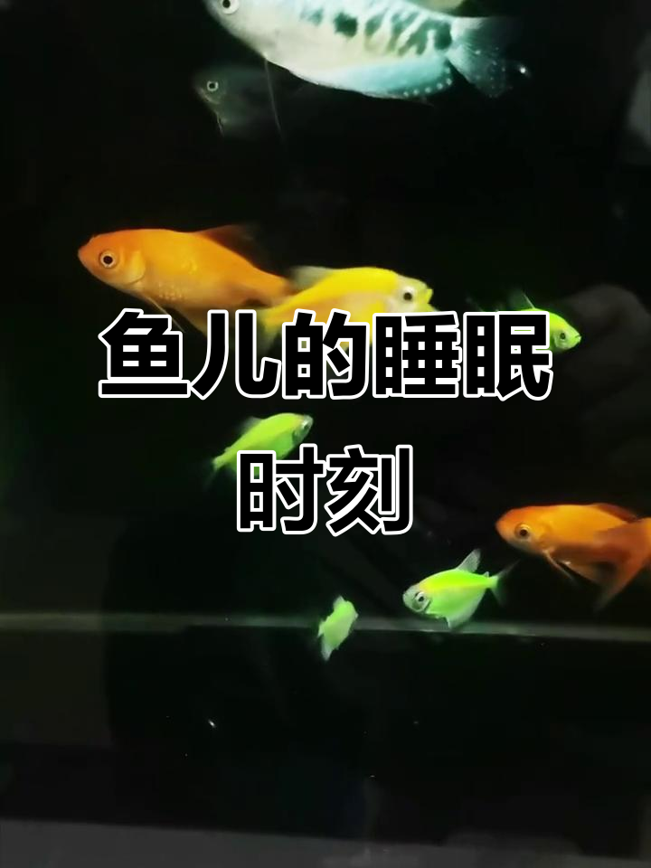 鱼儿也需要休息,看看它们睡觉的样子