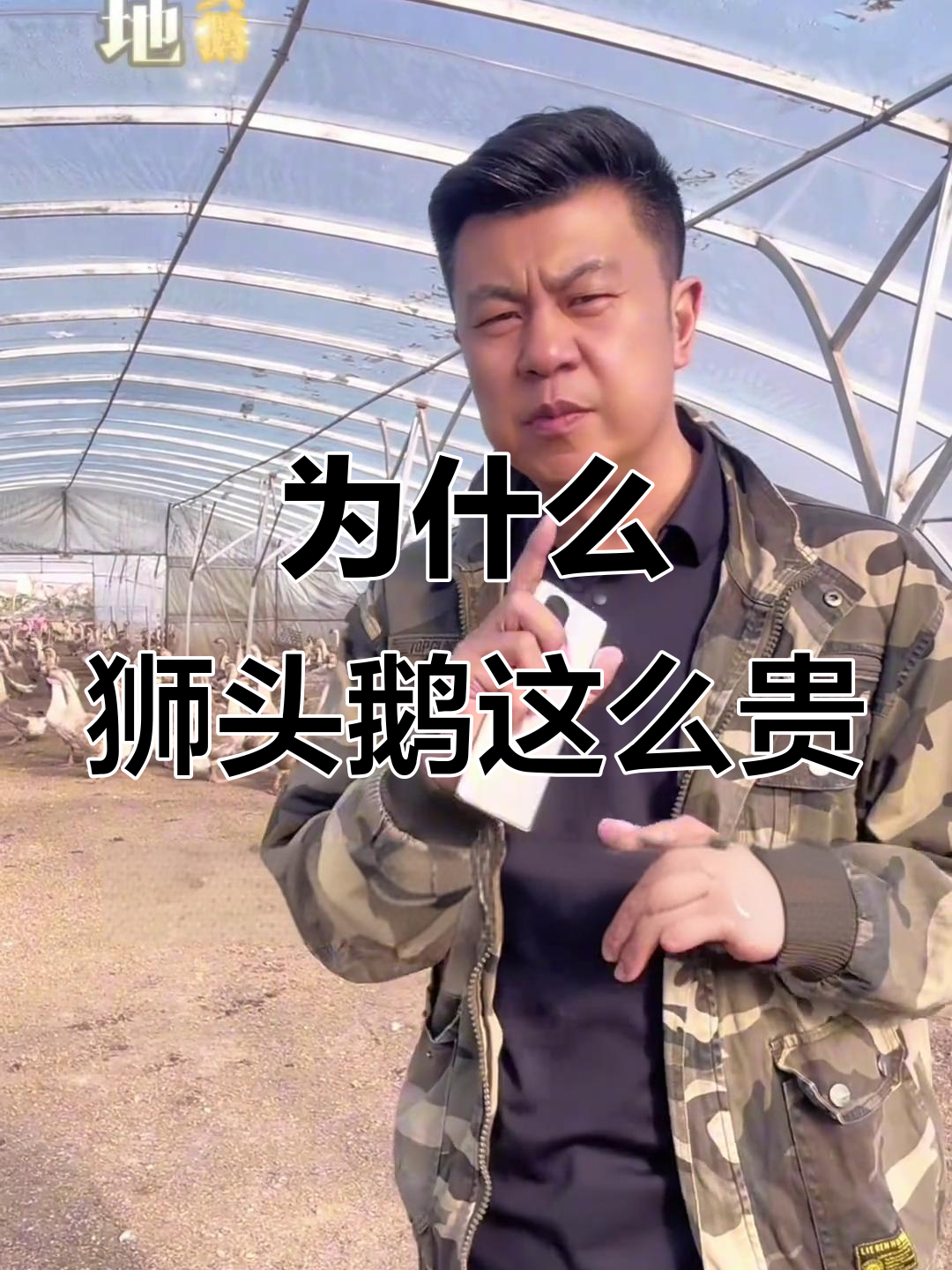 狮头鹅为何如此昂贵?揭秘养殖成本与市场需求