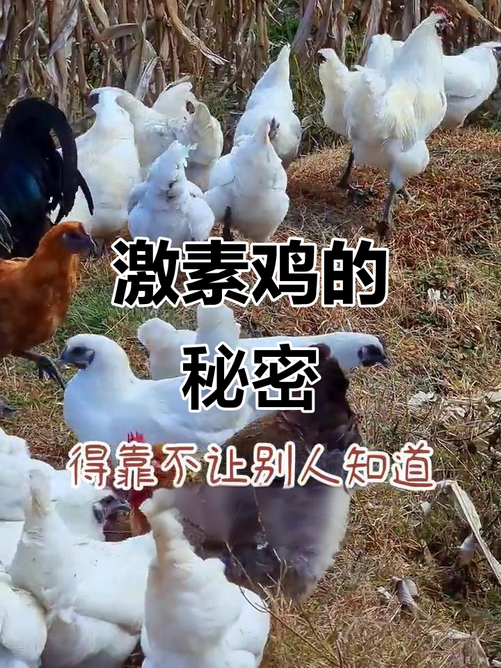 你可能一直在吃激素鸡,市场上的真相揭露