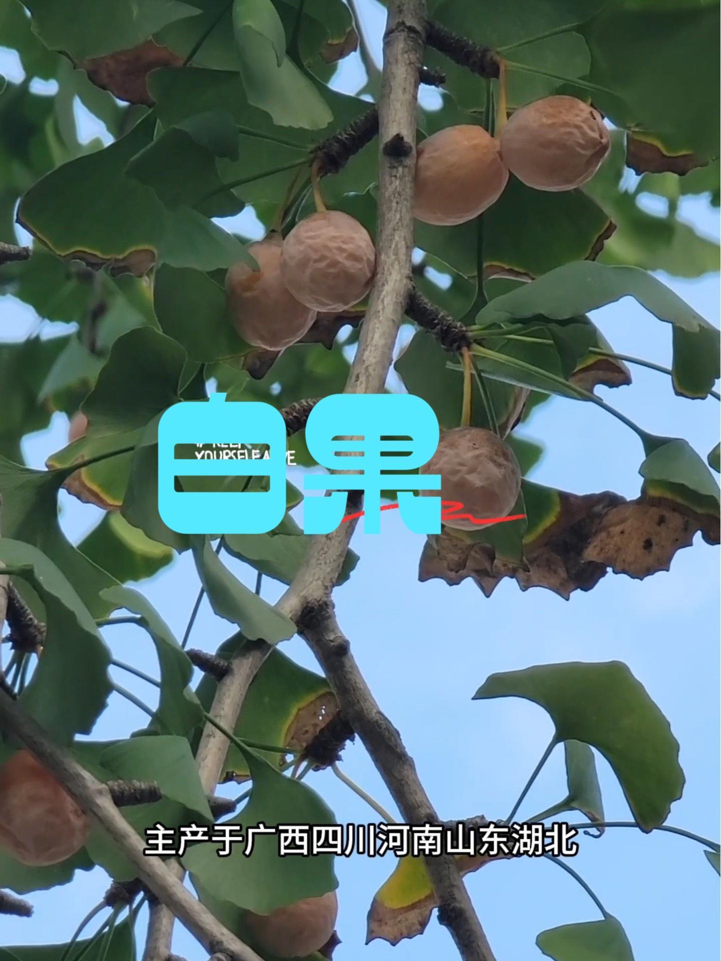 被人称为爷孙果,意思就是爷爷种的树等到孙子长大才结果,果子奇臭无比,但它的果仁很多老人炒着