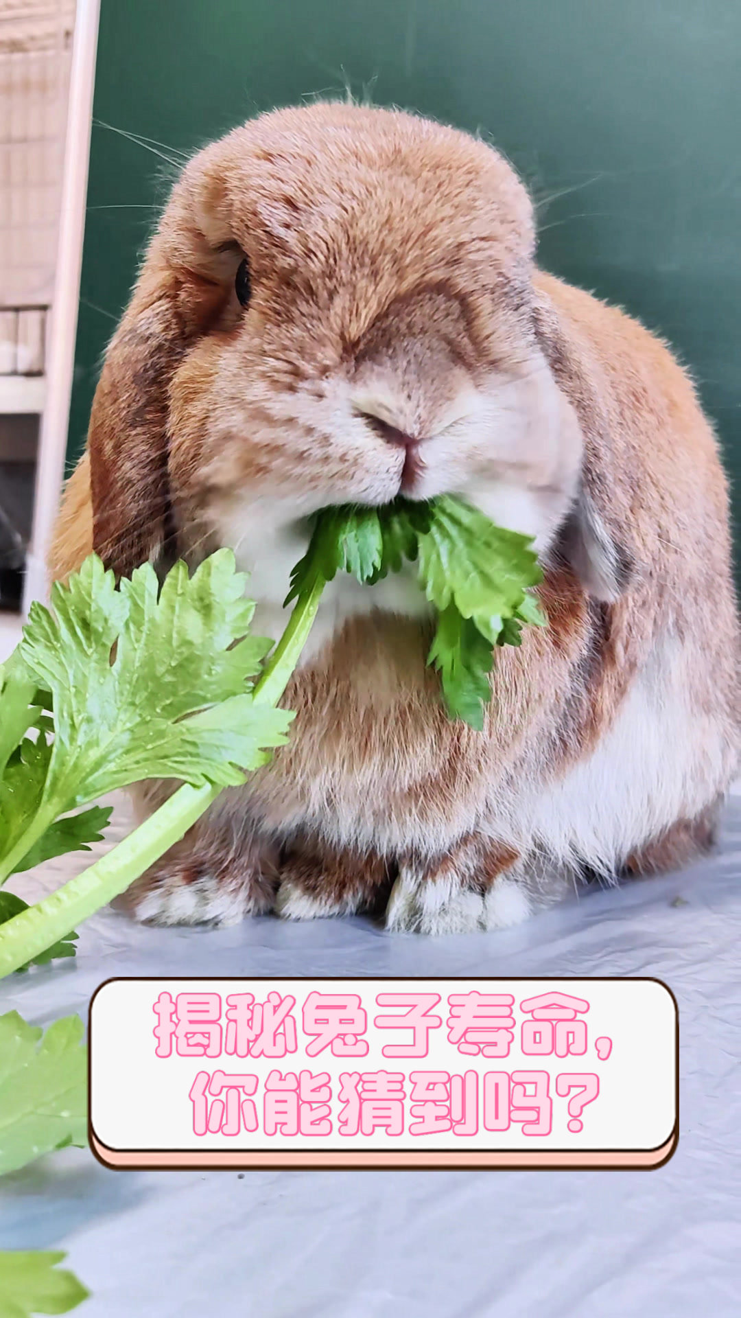 揭秘兔子寿命,你能猜到吗?