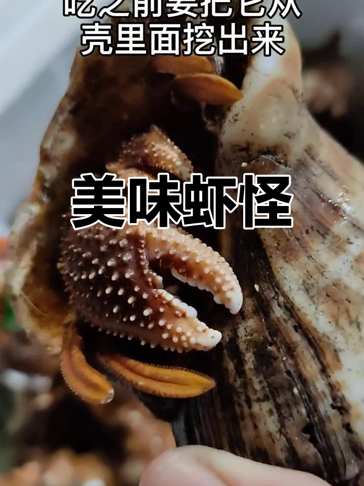 大连特色海鲜,虾怪蒸熟鲜美无比