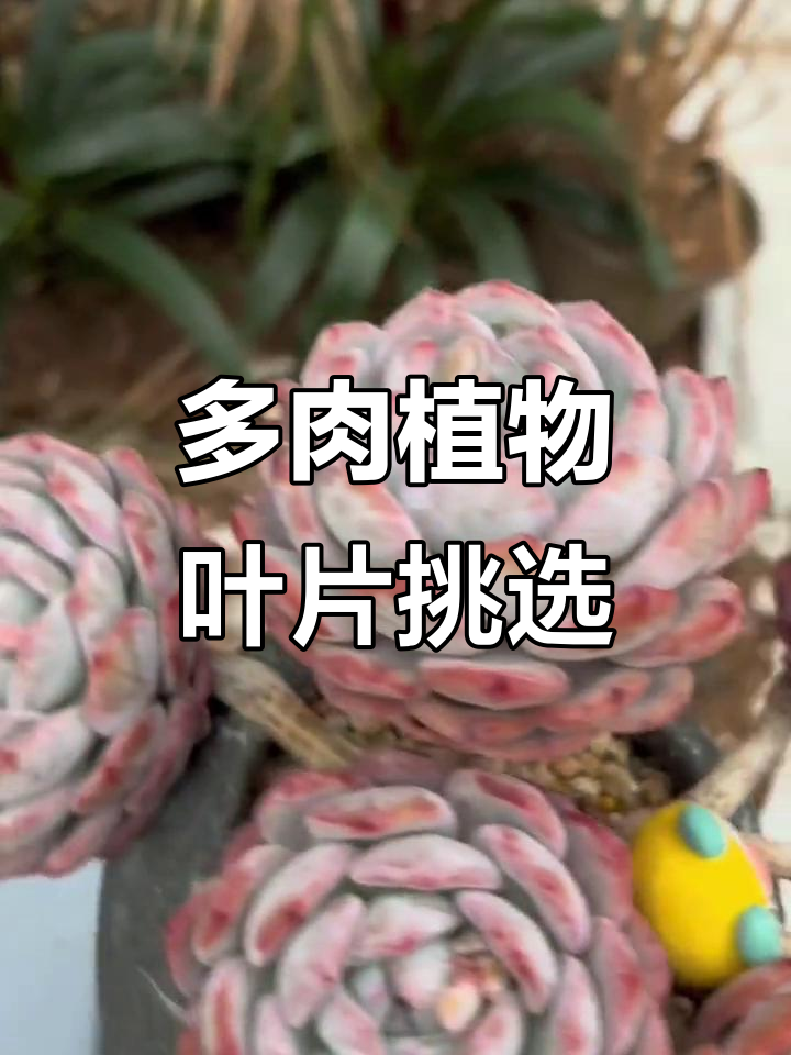 青州多肉展,选你喜欢的叶片去撸!
