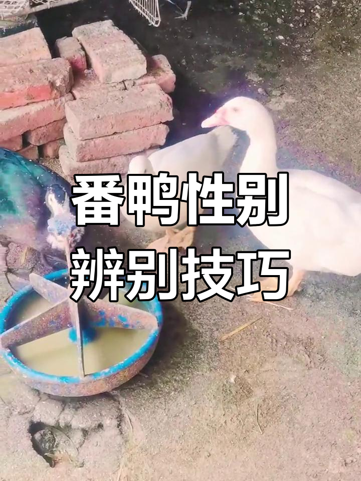 如何区分番鸭公母,一看就懂