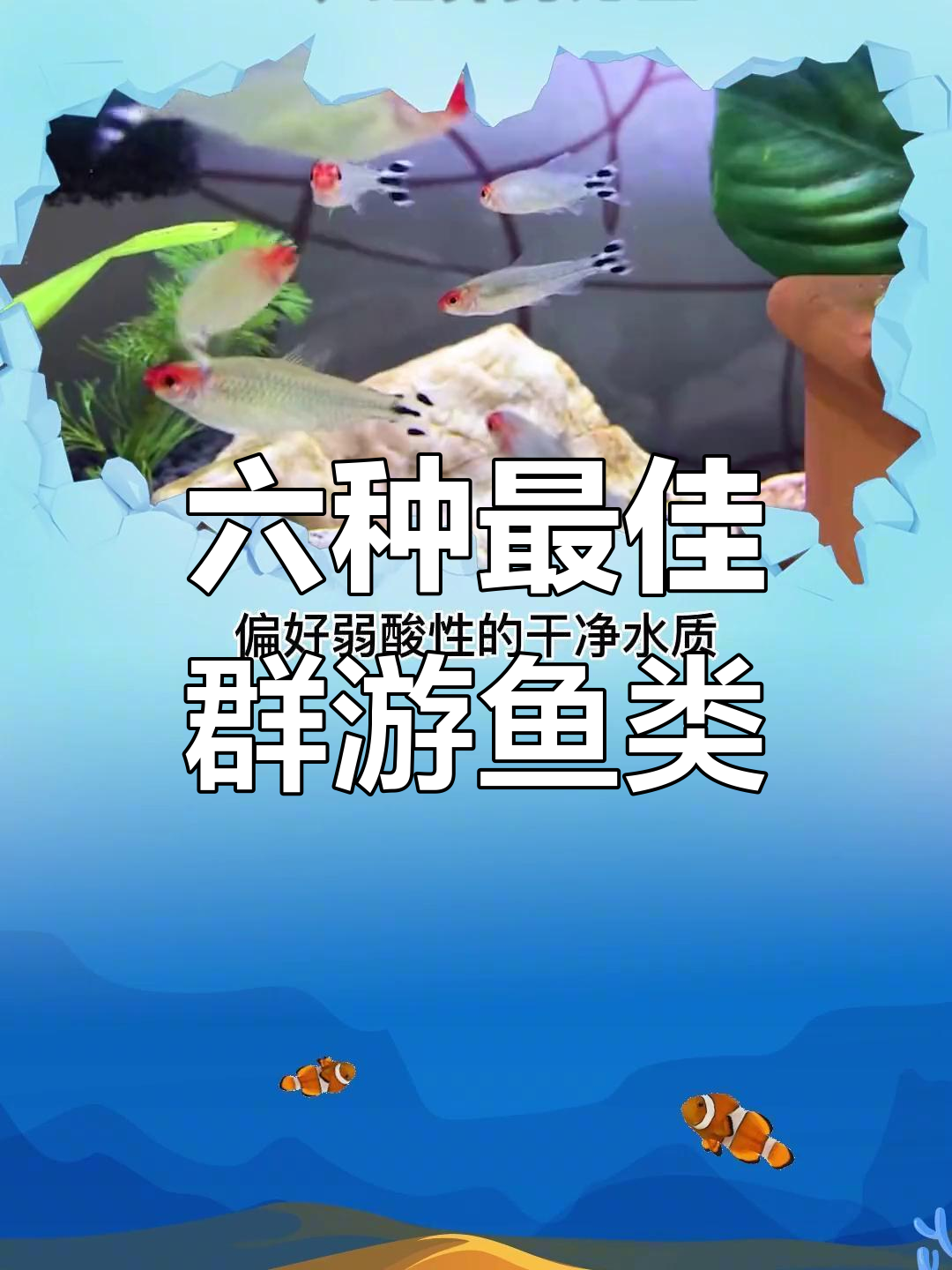 适合群游的六种热带观赏鱼推荐