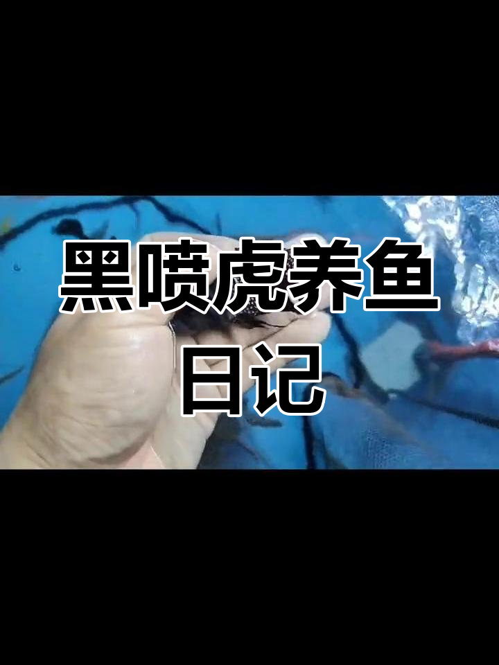 经典黑噴虎鱼,魅力十足