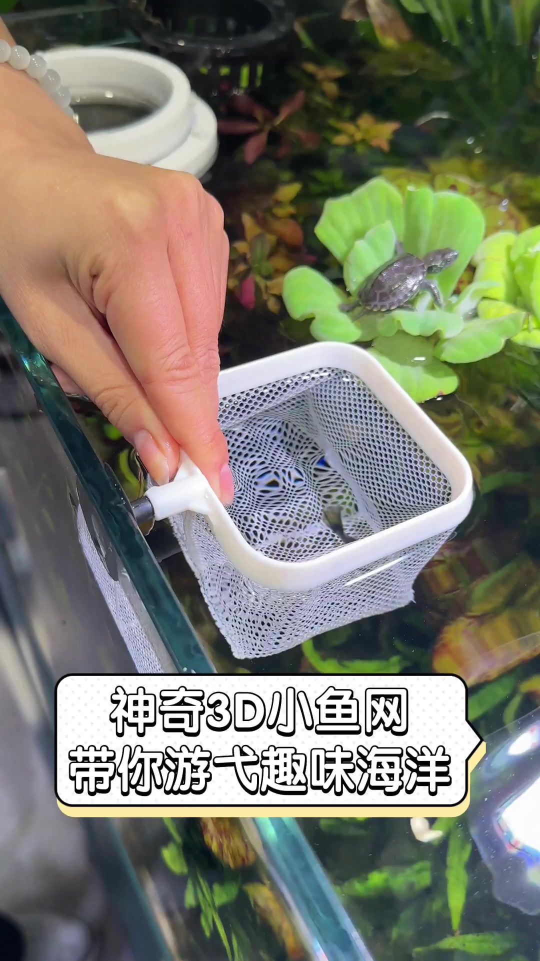 神奇3D小鱼网,带你游弋趣味海洋