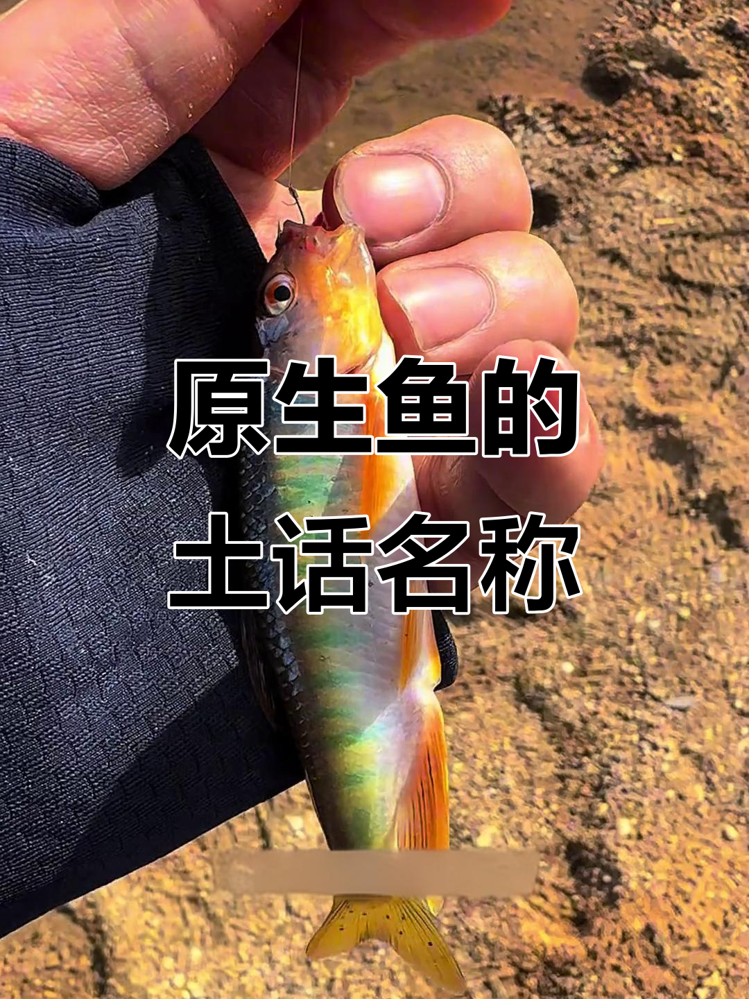 山东原生鱼叫法大揭秘,这些名字你都知道吗?