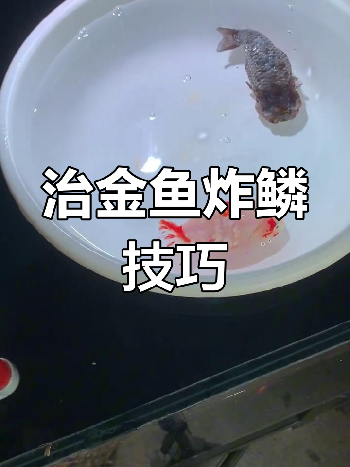 金鱼炸鳞治疗全攻略,快速恢复健康