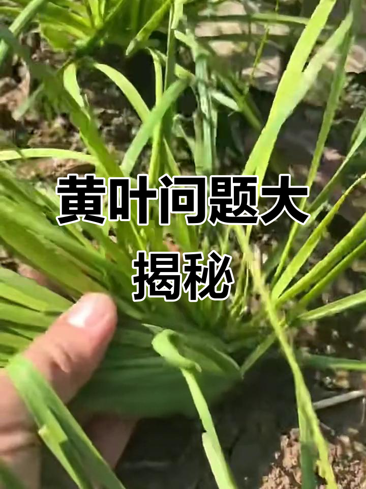 韭菜黄叶六大原因,如何应对?