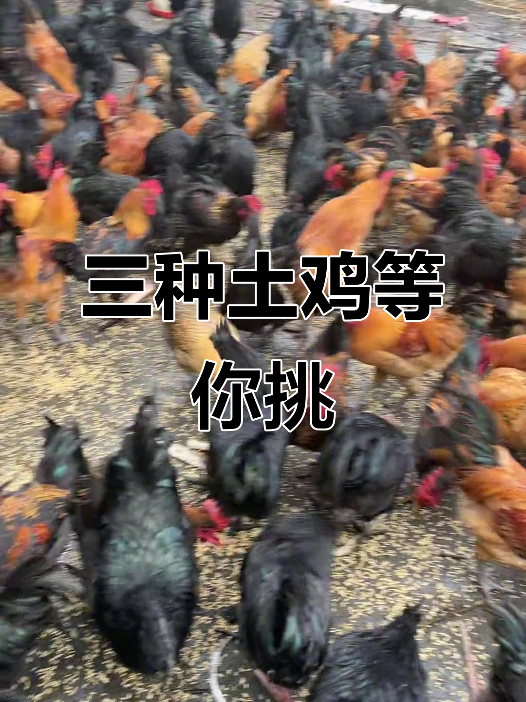 纯粮喂养的跑山鸡,三种品种任你选