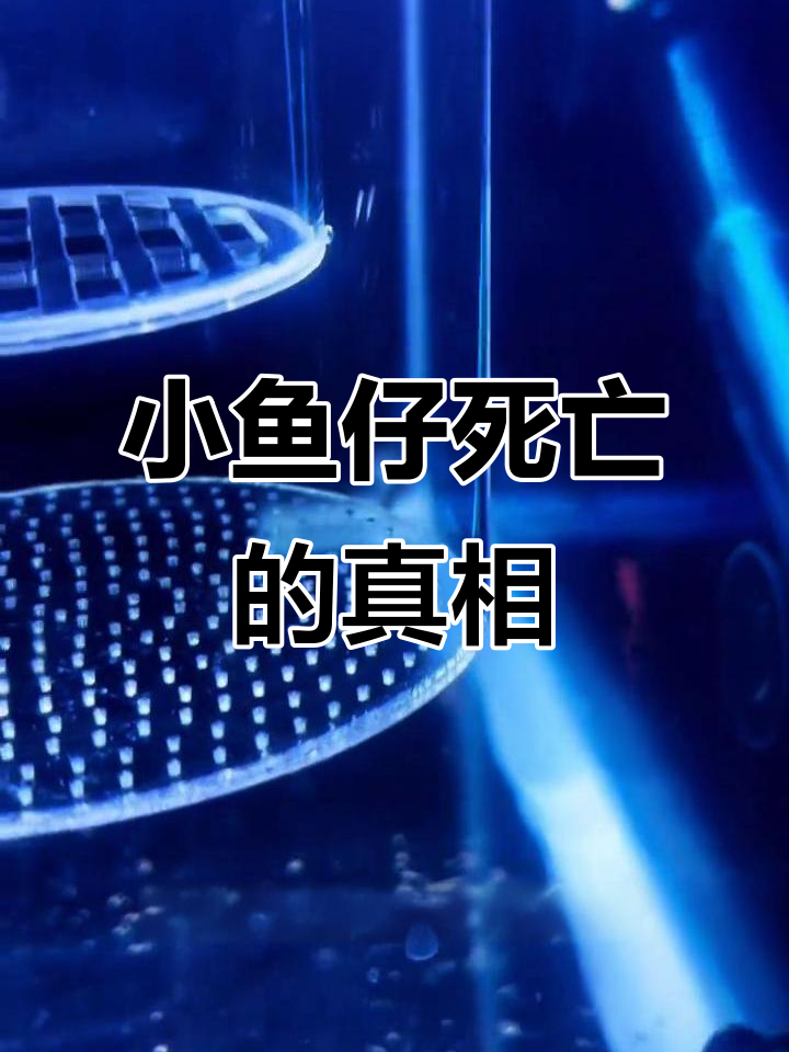 母鱼生小鱼仔死亡原因分析:水温、体质和食物三大关键因素