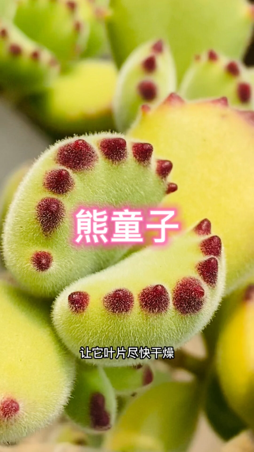 多肉养护小常识 熊童子 新手入门