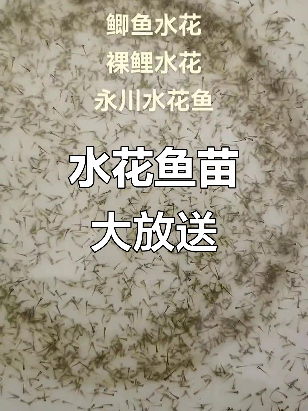 永川水花鱼苗,鲤鲫裸鲤一应俱全