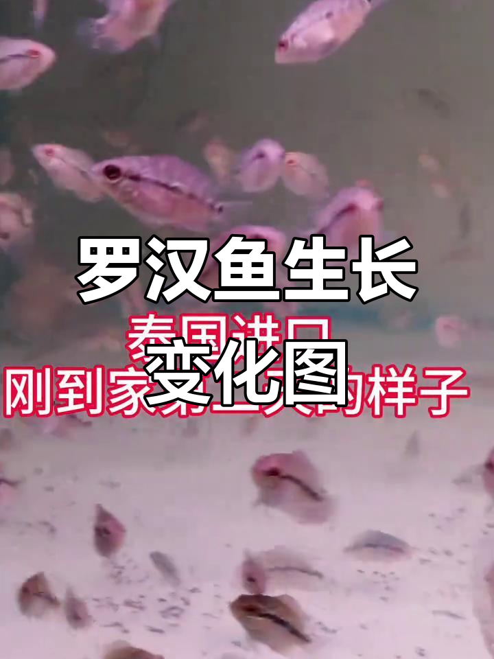 罗汉鱼成长全纪录:从2厘米到12厘米的变化过程